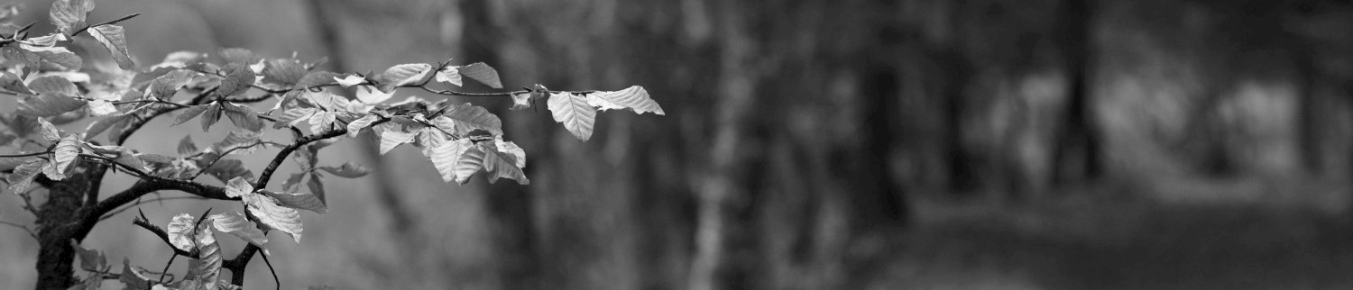 bandeau-web-arbre-chemin-bois-noir-et-blanc
